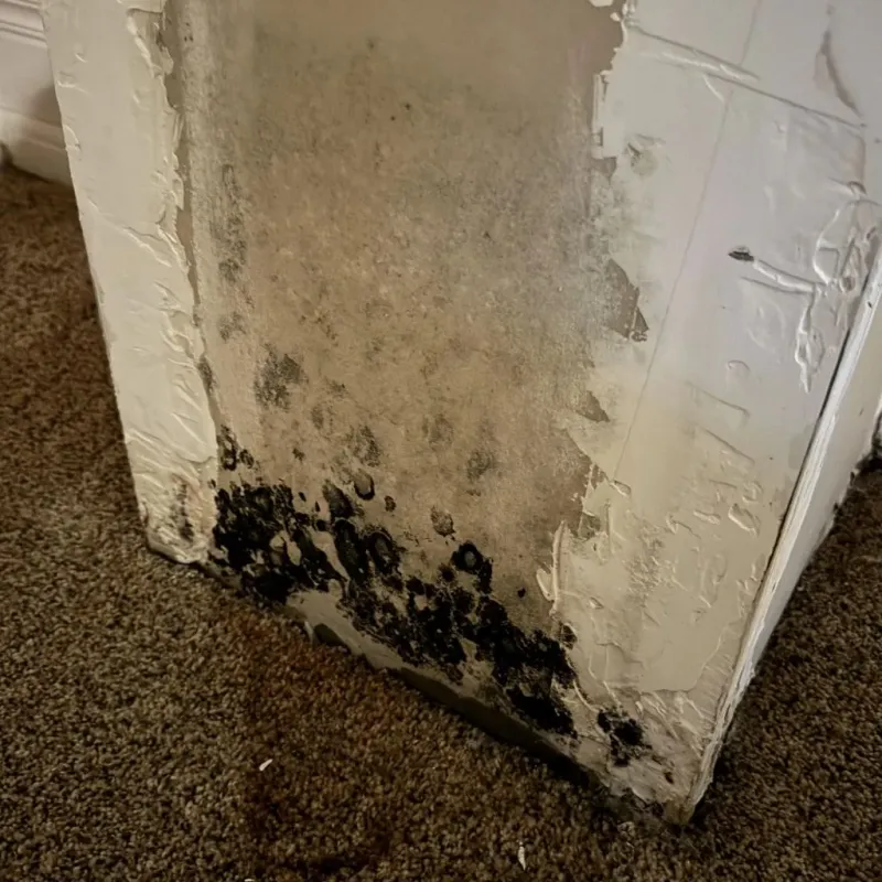 Professional Mold Removal in Kerr County, TX
